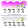 Növénytermesztő LED izzó LED PLANTYW E27 9W E27 1200K Fehér Kobi Design, meleg fehér, 300lm, KOBI-001504