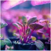 LED növénynevelő lámpa LED KOBI PLANTY CLIP W 1xE27 fehér Kobi Design, KOBI-001506