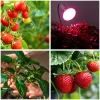 LED növénynevelő lámpa LED KOBI PLANTY CLIP W 1xE27 fehér Kobi Design, KOBI-001506