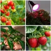 LED növénynevelő lámpa LED PLANTY CLIP B 1xE27 fekete Kobi Design, KOBI-001507