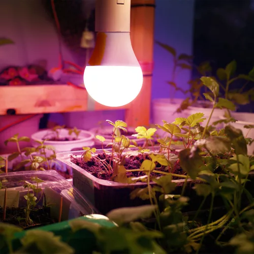Növénytermesztő LED izzó LED PLANTY GS E27 11W E27 1200K Kobi Design, meleg fehér, 285lm, ≥12, KOBI-004014