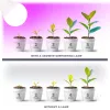 Növénytermesztő LED izzó LED PLANTY GS E27 11W E27 1200K Kobi Design, meleg fehér, 285lm, ≥12, KOBI-004014
