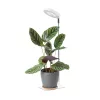 LED növénynevelő lámpa VERDI V2 5W 1300K fehér Kobi Design fehér, meleg fehér, ≥95, szabályozható, 5V, KOBI-004320