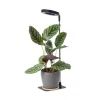 LED növénynevelő lámpa VERDI V2 5W 1300K Kobi Design fekete, meleg fehér, ≥95, szabályozható, 5V, KOBI-004321
